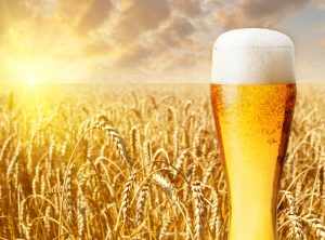 【国際】「気候変動によりビール価格が世界中で高騰の見通し」。英大学教授ら論文