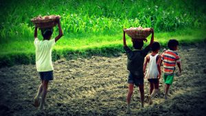 【アフリカ】ILOとオランダ政府、アフリカでの児童労働撲滅パートナーシップ締結。農業・資源採掘に焦点