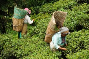 【イギリス】紅茶大手クリッパー・ティー、インドの茶葉サプライヤーリスト公表