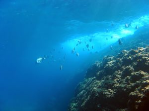 【国際】ブルームバーグ財団とダリオ慈善団体の「OceanX」、海洋保護で協働。210億円拠出