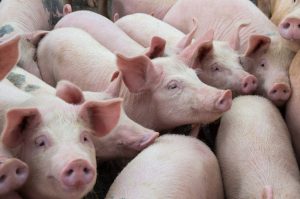 【日本】岐阜県で大規模な豚コレラ感染発生。3ヶ月間で約1万頭を殺処分。沈静化目処立たず