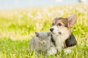 【イギリス】政府、子犬と子猫のペット仲介販売を禁止する方針。大量飼育型劣悪ブリーダーを排除