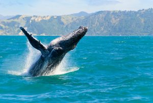 【日本】政府、国際捕鯨委員会IWCからの脱退方針発表。文化的理由では国際理解は難しい