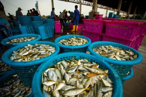 【EU】欧州委、タイのIUU漁業対策を評価し輸入「イエローカード」解除。時期尚早との批判も