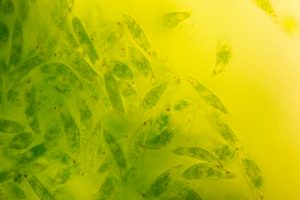 【日本】ユーグレナとデンソー、微細藻類事業で包括的提携発表。バイオジェット・ディーゼル燃料の実用化でも協働