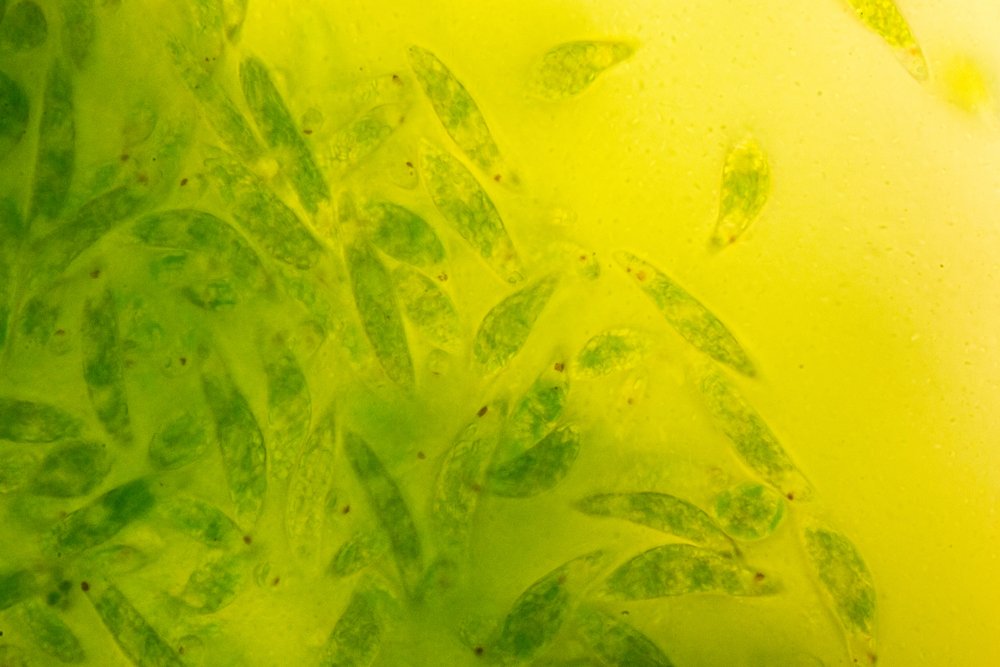 【日本】ユーグレナとデンソー、微細藻類事業で包括的提携発表。バイオジェット・ディーゼル燃料の実用化でも協働 1