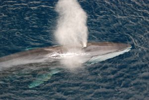 【アイスランド】政府、2023年まで約2千頭の商業捕鯨方針発表。経済効果や資源量算定には国内からも反論