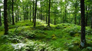 【イギリス】政府、森林会計計画を決定。森林CO2吸収量算定のための参照レベル設定