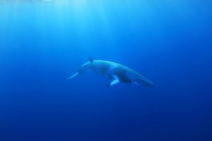 【日本】7事業者、日本領海・EEZ内での商業捕鯨を7月1日から開始。IWC脱退受け