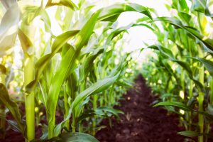 【アメリカ】ゼネラル・ミルズ、2030年までに100万エーカーで「リジェネラティブ農業」展開