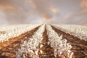 【国際】ウズベキスタン綿花栽培での強制労働、政府改革進むも構造的関与根深く