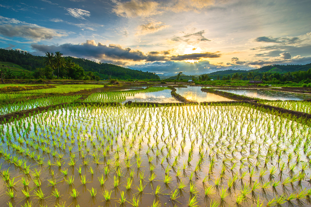 【国際】UNEP、持続可能なコメ農業イニシアチブ「Sustainable Rice Landscapes Initiative」発足 1