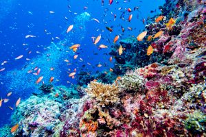 【国際】UNEP、海洋保護区ガバナンスに関するガイダンス発行。政府関係者や実務家に参照推奨