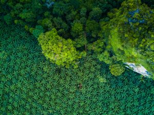 【スイス】ネスレ、農作物調達の「森林破壊ゼロ」認証率77%に。人工衛星も活用