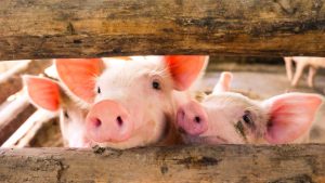 【国際】畜産企業に対する抗生物質使用削減エンゲージメントが増加。FAIRR最新状況報告