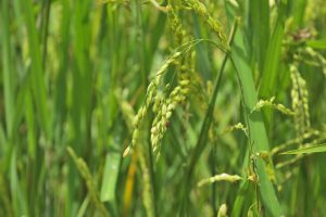 【ミャンマー】UNEP、持続可能な米作イニシアチブ開始。ノルウェーやスイス政府も支援