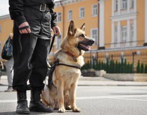 【イギリス】警察犬等のサービスアニマルに対する傷害罪が施行。懲役最大5年