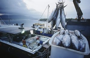 【国際】人権NGOのBHRRC、太平洋のまぐろ漁業人権レポート発表。人権侵害リスク依然高い