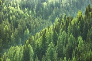 【EU】欧州委、世界的な森林保護のための新たな政策フレームワークを定めた報告書を採択