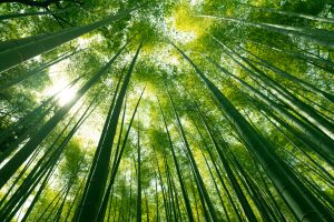 【日本】パナソニック、植物由来55%のプラスチック開発。アサヒビール活用も目的は中途半端
