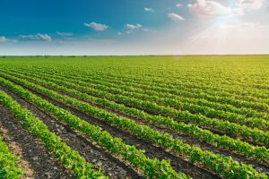 【ブラジル】大豆の持続可能な生産を目的とするグリーンボンドが誕生。UNEPと英政府も支援
