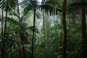 【中国】世界経済フォーラム、中国での熱帯雨林保護アライアンス発足。官民NGO等150団体結集