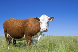 【ブラジル】牛肉大手Marfrig、5億米ドルのトランジション・ボンド発行。但しSPOでは不祥事警告コメントも