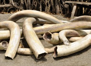 【シンガポール】政府、2021年9月から国内での象牙取引を全面禁止。目立つ日本政府の遅さ