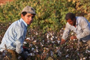【中国】NGO、ウイグル綿花での収容所強制労働問題でアパレル大手の間接関与調査。ユニクロも対象