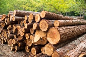 【イギリス】WWF、企業使用木材の環境ランキング2019発表。高評価企業続出。日系2社評価低い