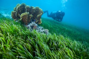 【イギリス】WWFやSky等、海草植栽プロジェクト発足。規模2万平米。気候変動緩和等を期待
