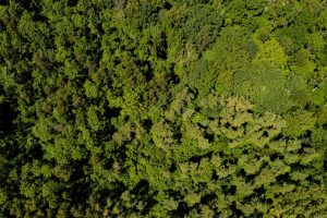 【アメリカ】HP、世界809キロ平米の森林保護・再生でWWFと提携。12億円拠出。ブラジルと中国が対象