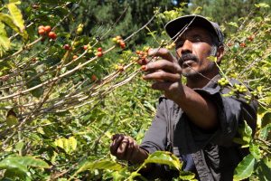 【国際】BNPパリバ、ABNアムロ、ラボバンク、コーヒー大手ノイマンの農家向け融資を金融面で支援