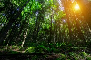 【日本】自然エネルギー財団、FIT制度でバイオマス発電の熱電供給考慮や林地外残材の活用推進を提言