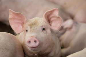【日本】農水省、豚コレラ防疫指針を改定。都道府県知事判断での予防的ワクチン接種を許容。同省が地域指定