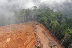 【インドネシア】紙パルプ大手APP、熱帯雨林での事業開発で社会紛争多数に関与。煙害責任も。RAN調査