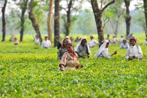 【イギリス】オックスファム、インドやブラジルの茶葉・果実農園で労働搾取と発表。英小売大手回答