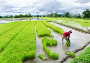 【タイ】政府委員会、グリホサート、パラコート、クロルピリホスの除草剤使用を12月1日から禁止見込み