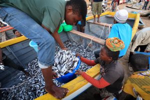 【アフリカ】漁業NGOのWordFish、国際的な持続可能な漁業研究に1.1億円拠出。特にアフリカを重点