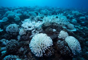 【国際】気候変動で珊瑚礁の消失リスクは世界で90%超。観光業と漁業に巨大な経済損失。WRIレポート