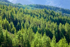 【国際】クラウザー研究所、気候変動防止に必要な植樹量算出。気温上昇による森林被覆向上説には警鐘
