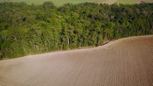 【日本】環境NGOのRAN、メガバンク3行が東南アジアの森林破壊関与の大きい3社に多額融資と発表