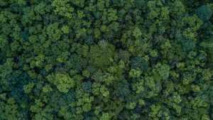 【国際】FAOの全球森林観測イニシアチブ、途上国70ヵ国の森林400ヶ所の情報ポータル開設。気候変動対策