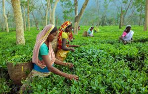 【インド】西ベンガル州の茶葉農家労働組合、デモ開始。最低賃金と土地の権利の修正要求