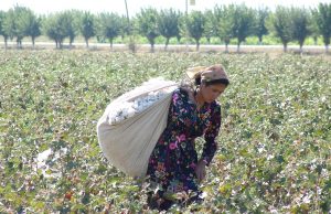 【ウズベキスタン】ILO、2019年の綿摘労働者人権監視プログラム報告。強制労働が大幅に減少
