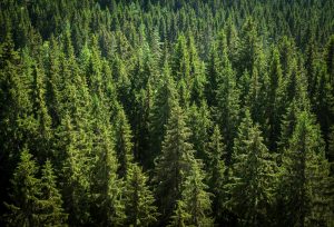 【フィンランド】林業UPM、サステナビリティ・リンクローン830億円契約。生物多様性と気候変動