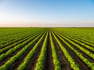 【アメリカ】カーギル、アイオワ州大豆協会等、環境改善農法を大規模導入。土壌保護と水消費削減