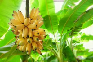 【アメリカ】Boragenとドール、バナナに有害な黒シガトカ病対策の自然農薬開発で協働