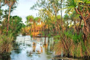 【オーストラリア】コカ・コーラの財団、湿地再生で環境NGOに寄付。廃プラ回収・リサイクルも