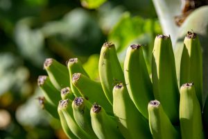 【中南米】ドール、バナナ農場13ヶ所で持続可能な水利用のAWS認証取得。バナナ業界で初